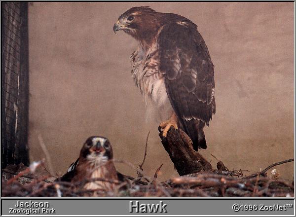 2 Hawks-Jackson Zoological Park.jpg
