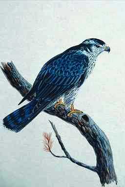 BirdPainting-Hawk2-perching on tree.jpg