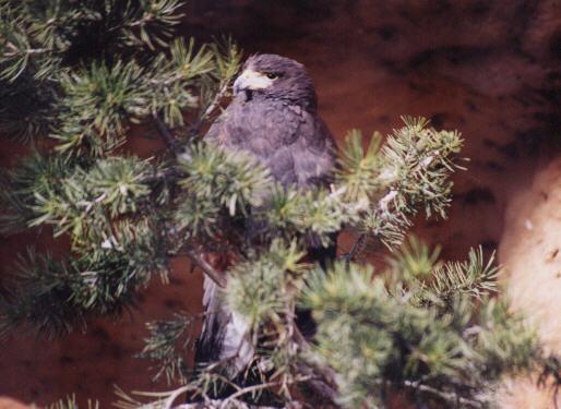 hawk1-Perching on pine tree.jpg