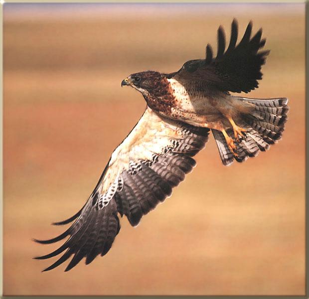 Swainson\'s Hawk 04-in flight-closeup.jpg