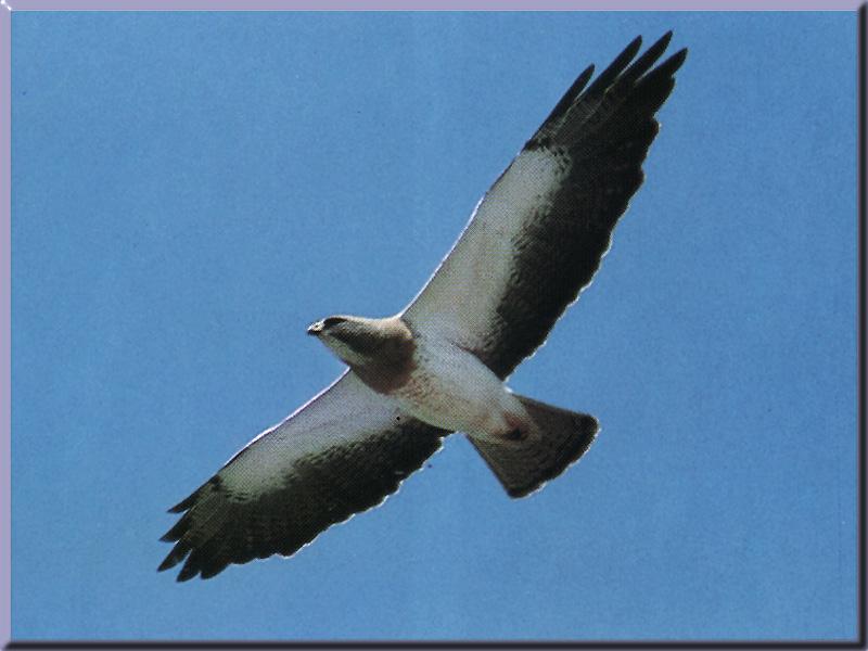 Swainson\'s Hawk 04-In Flight.jpg