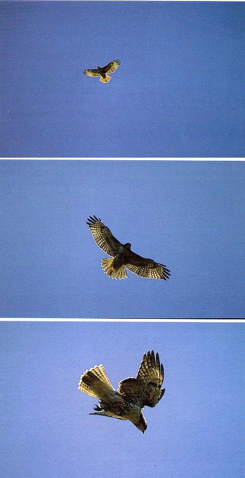 arwl303-Red-tailed hawk-hunting flight.jpg
