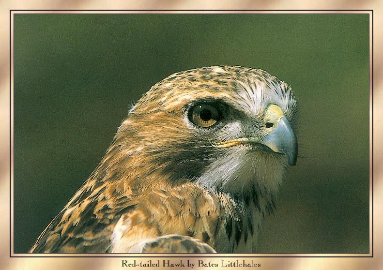 blbird002-Red-tailed Hawk-Face Closeup.jpg