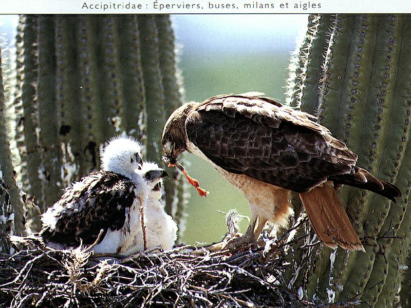 Ds-Oiseau 025-Red-tailed Hawks-mom nursing chicks.jpg