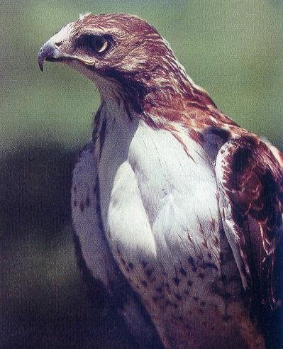 lj Red-tailed Hawk.jpg