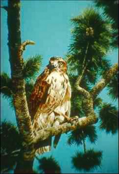 Red-tailed Hawk-perching on tree-painting.jpg
