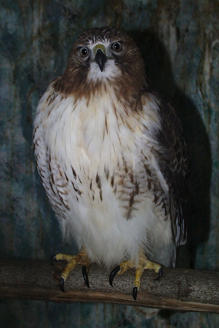 RTail01-Red-tailed Hawk-portrait on bar.jpg