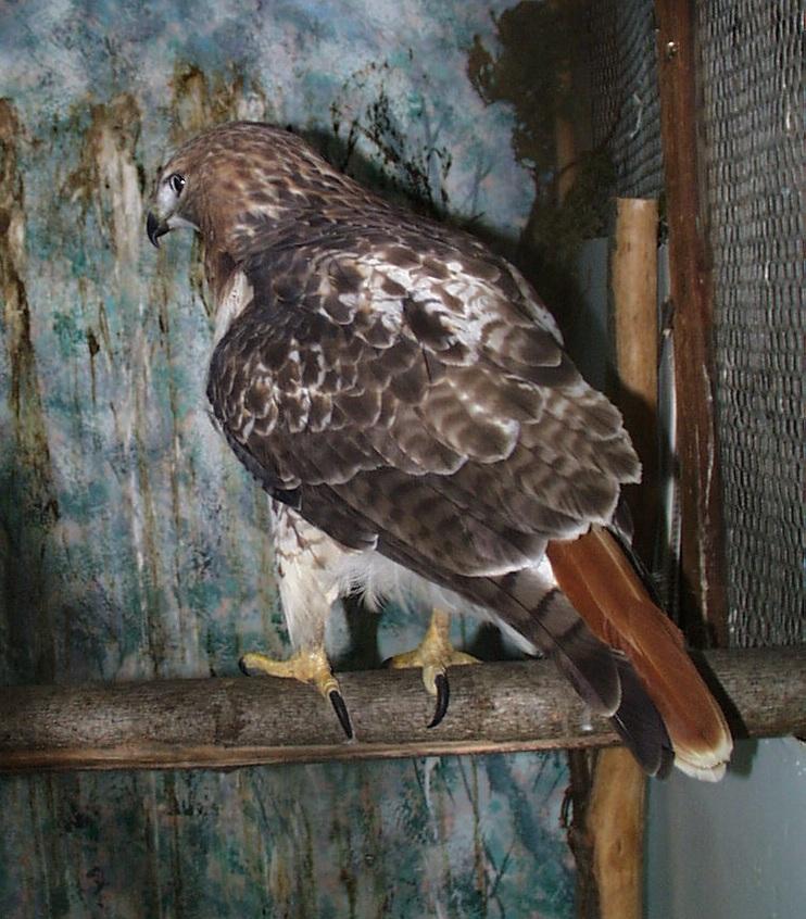RTail02-Red-tailed Hawk-rear view in cage.jpg