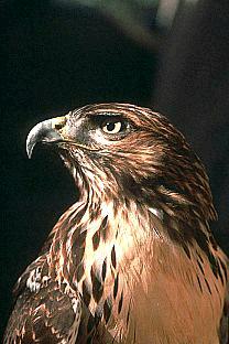 SDZ 0088-Red-tailed Hawk-Head.jpg