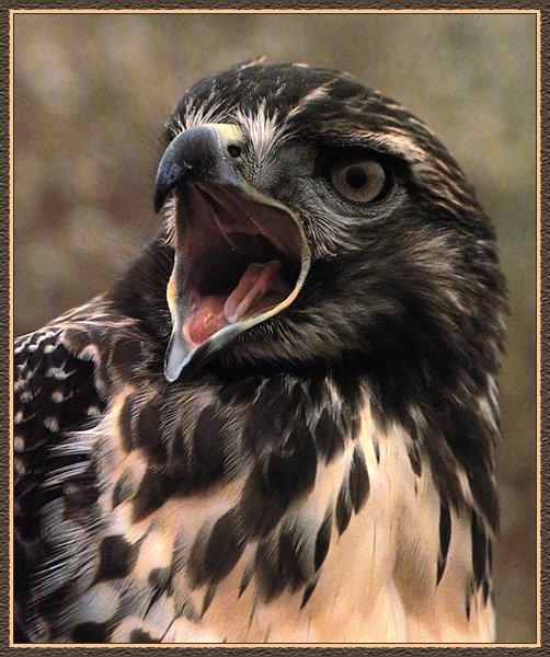 Red-tailed Hawk 00-Howling Face-Closeup.jpg