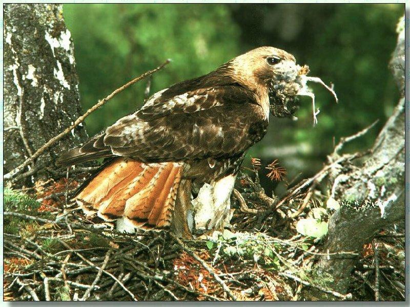 Red-tailed Hawk 01-Prey In Mouth-In Nest.jpg