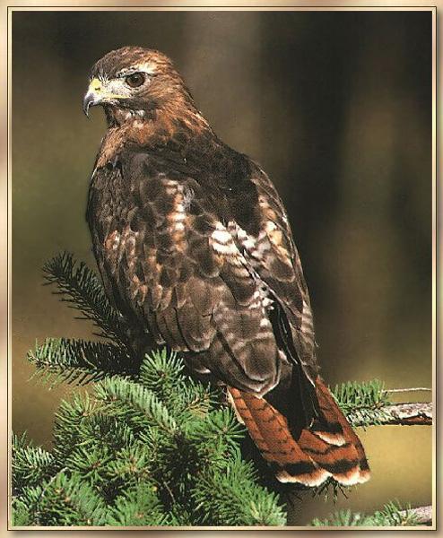 Red-tailed Hawk 03-On Tree.jpg