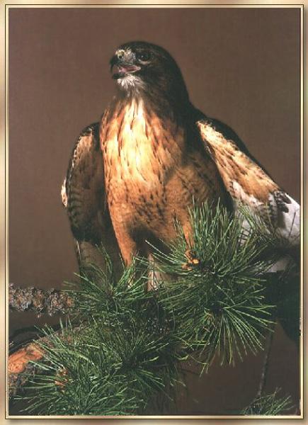 Red-tailed Hawk 04-On Pine Tree.jpg