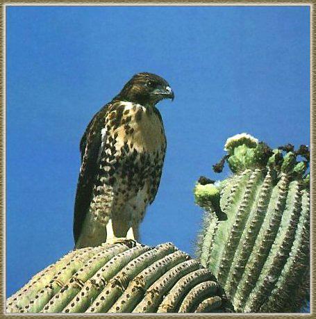 Red-tailed Hawk 05-On Cactus.jpg