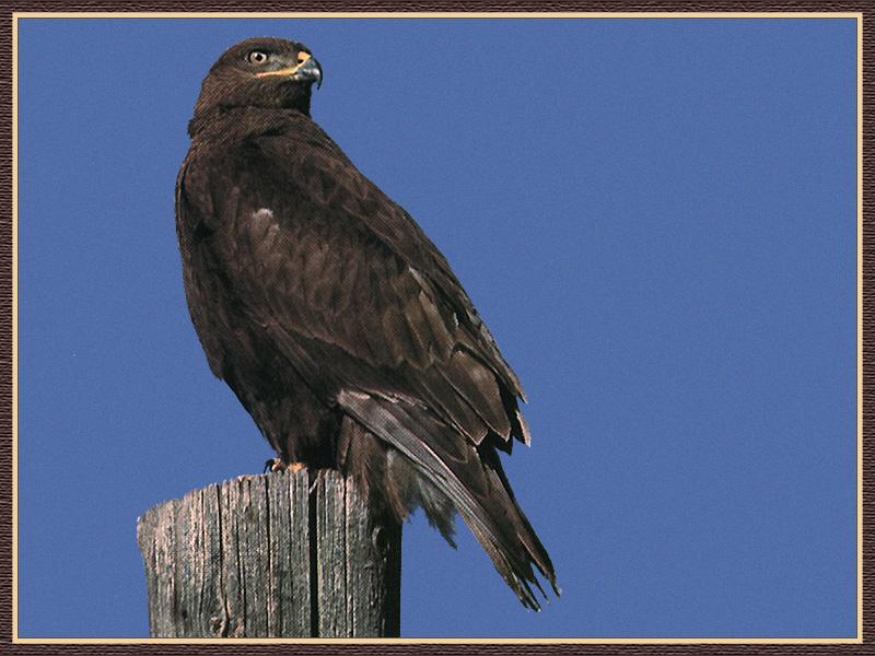 Red-tailed Hawk 07-On Log-Looks Back.jpg