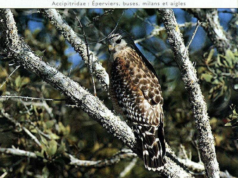 Ds-Oiseau 022-Red-shouldered Hawk-perching on tree.jpg
