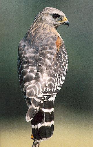 Red-shouldered Hawk 6-rear view-on branch.jpg