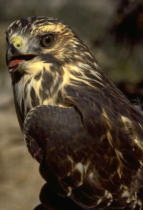 Broad-winged-Hawk.jpg