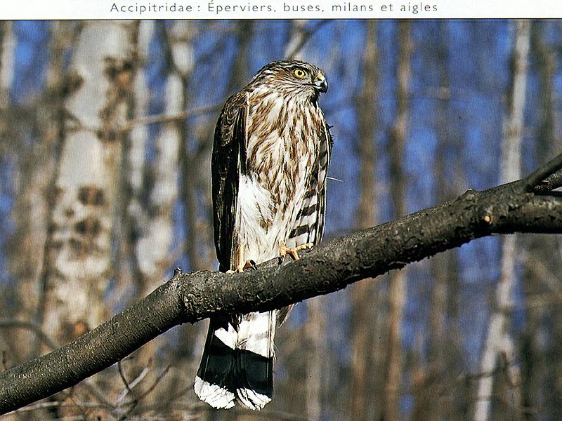 Ds-Oiseau 023-Coopers Hawk-immature-perching on tree.jpg