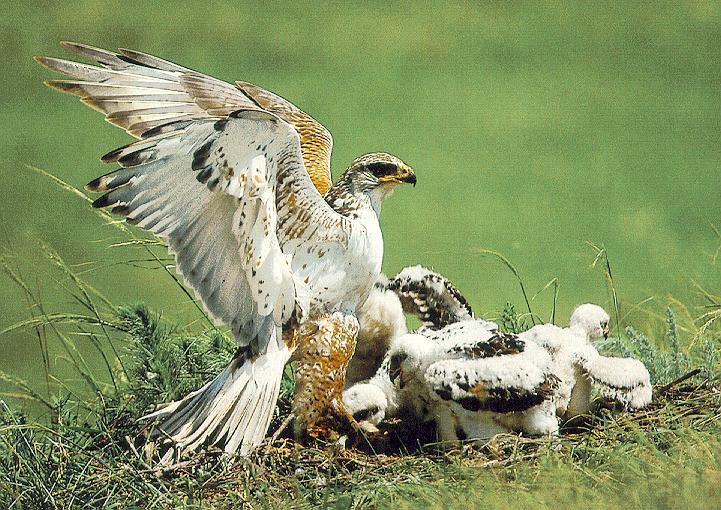 Ferruginous Hawk 7-mom nursing chicks on nest.jpg
