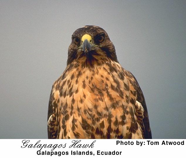 27 hawk-Galapagos Hawk-portrait-closeup.jpg
