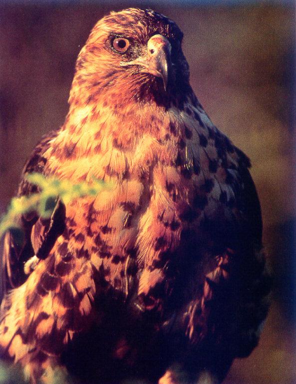 lj Galapagos Hawk.jpg