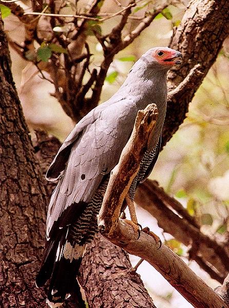 harrierhawk-Gymnogene-African Harrier Hawk-perching on tree.jpg
