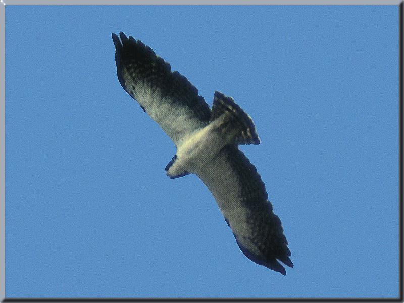 Short-tailed Hawk 01-In Full Flight.jpg