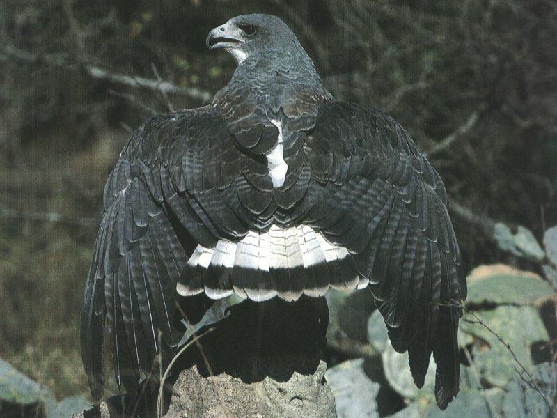 white-tailed Hawk.jpg