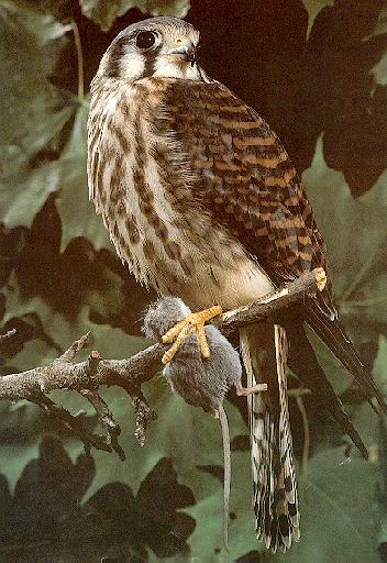American Kestrel-Sparrowhawk5-caught a mouse-on tree.jpg