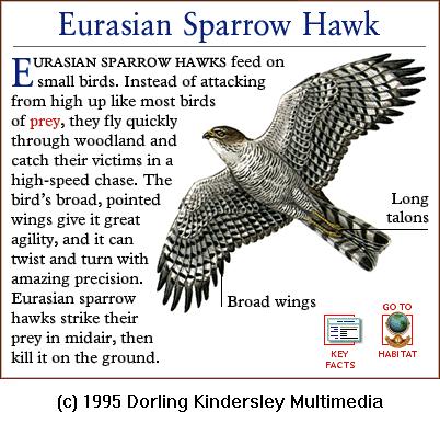 DKMMNature-Bird Of Prey-Eurasian Sparrow Hawk.gif