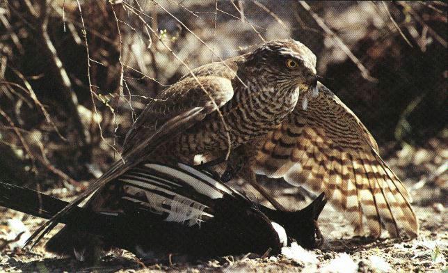 Sparvhok2-Eurasian Sparrowhawk-catching prey.jpg