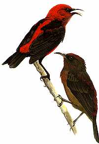 Cardinal Honeyeaters-Hanging Branch.jpg