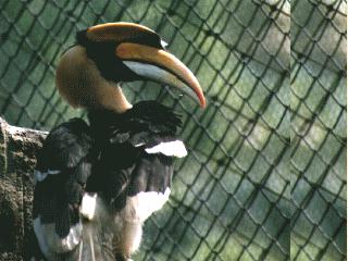 bird121-Greater Hornbill-In Captivity.jpg
