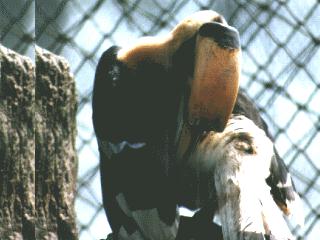 bird122-Greater Hornbill-In Captivity.jpg