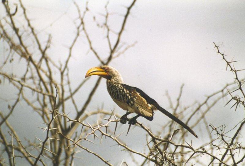 bird5-Yellow-billed Hornbill-on thorny bush.jpg