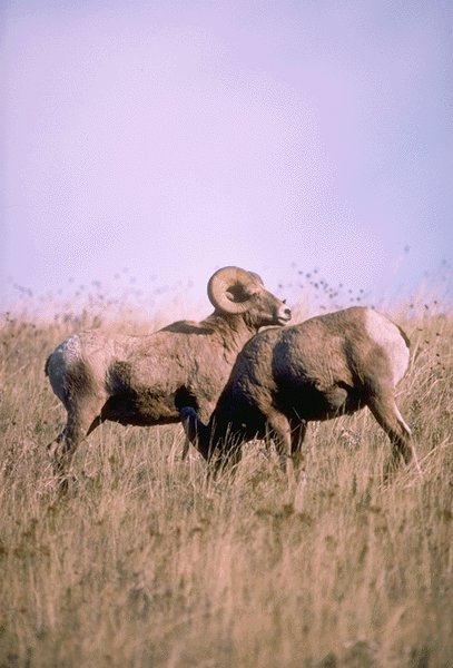 Bighorn Sheep-Grassland.jpg
