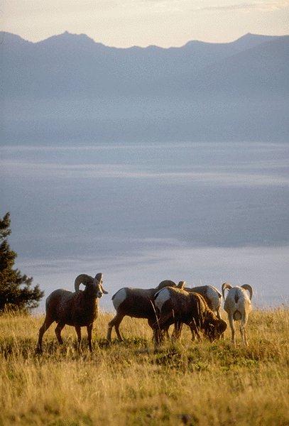 Bighorn Sheep Herd.jpg