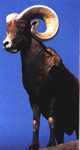 anim21-Bighorn Sheep-Ram.jpg
