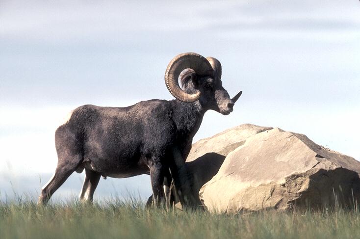 Bighorn Sheep-Ovis canadensis 3-beside rock.jpg