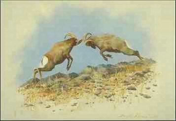 BigHorn Sheep-males heading each other-painting.jpg