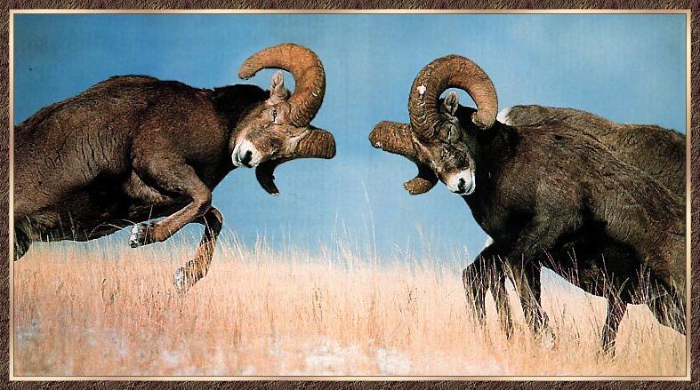 Bighorn Sheep 06-Male Adults-Compete-Bumping Heads.jpg