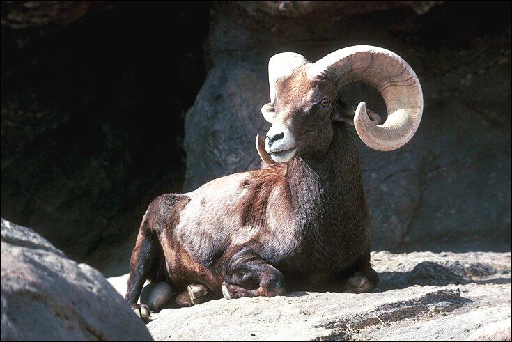 Bighorn Sheep 168021-Ram-Resting-On Rock.jpg