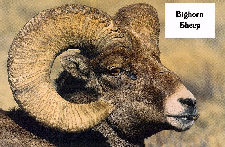 Bighorn Sheep 3-Face Closeup.jpg