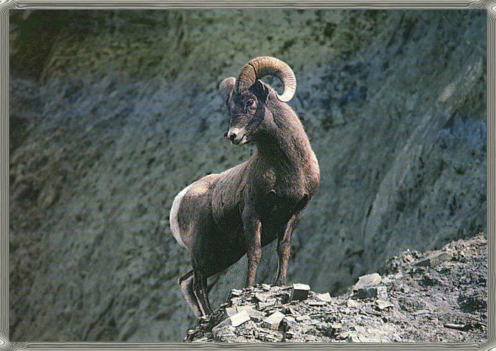 Bighorn Sheep-Ram 01-On Pebbles Hill.jpg