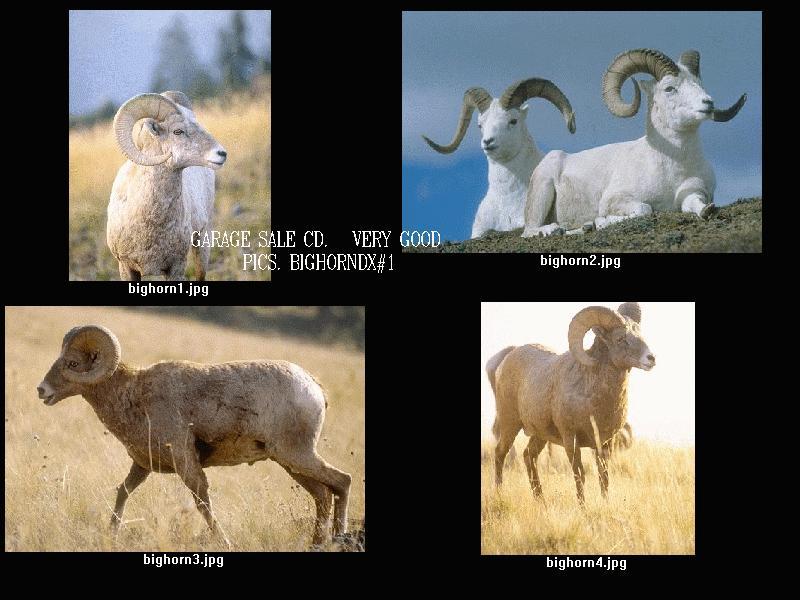 Bighorn Sheep-index.jpg