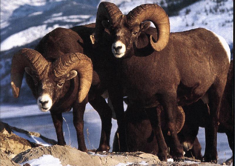 Bighorn Sheep-Closeup.jpg