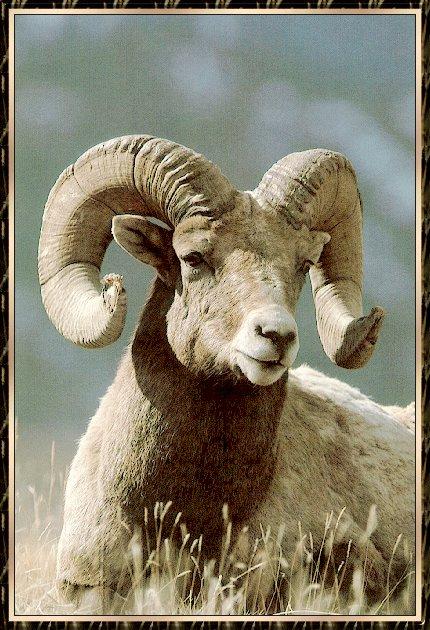 Ram bb001-Bighorn Sheep-sitting on grass-closeup.jpg