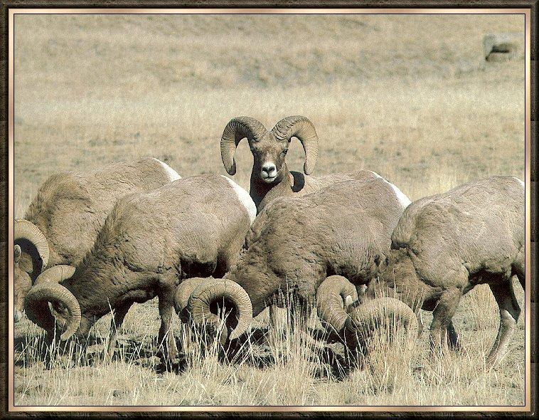 Ram bb002-Bighorn Sheep-herd foraging.jpg
