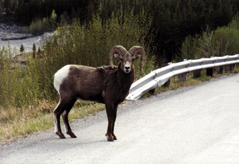 rocky goat-Rocky Mountain Bighorn Sheep-On Road.jpg
